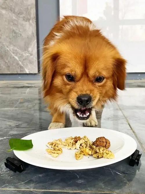 核桃狗狗能吃吗/狗能吃核桃呢-第5张图片 核桃狗狗能吃吗/狗能吃核桃呢-第5张图片