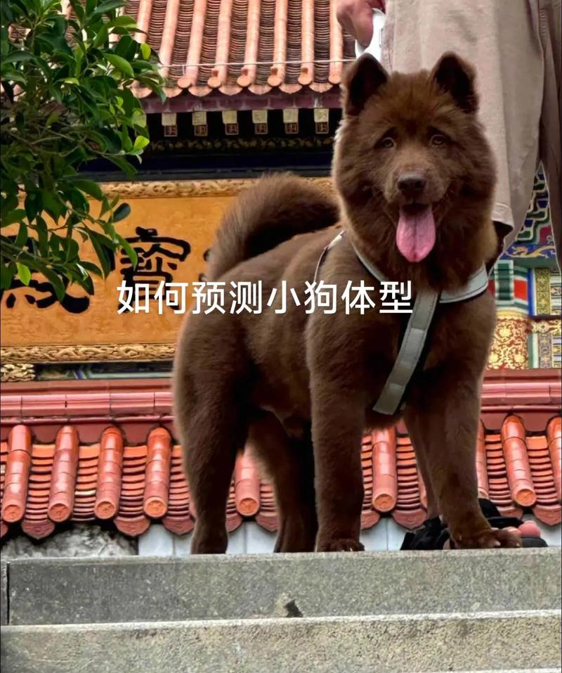 狗狗多大就不长了/狗狗几岁开始不长了-第4张图片 狗狗多大就不长了/狗狗几岁开始不长了-第4张图片