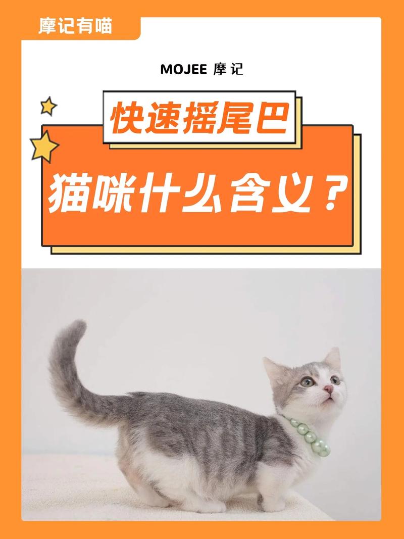 猫咪为什么摇尾巴/猫咪为什么爱摇尾巴-第4张图片 猫咪为什么摇尾巴/猫咪为什么爱摇尾巴-第4张图片