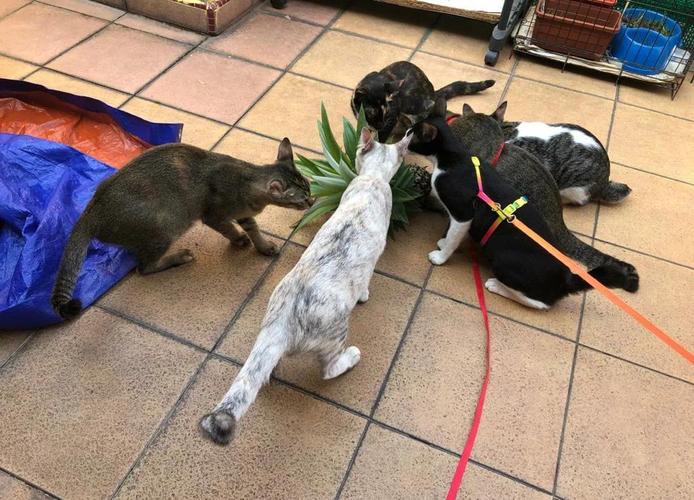 解析“猫可以吃梨吗”你不知道的事-第5张图片 解析“猫可以吃梨吗”你不知道的事-第5张图片