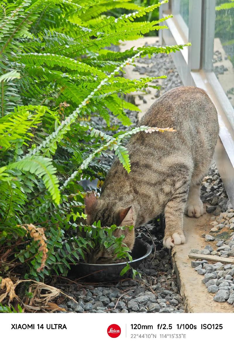 解析“猫可以吃梨吗”你不知道的事-第8张图片 解析“猫可以吃梨吗”你不知道的事-第8张图片