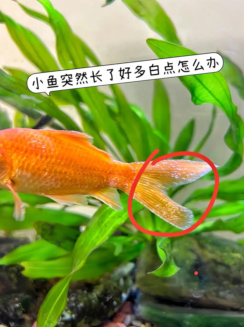 解析“红剑鱼白毛病用什么药治疗”你不知道的事-第2张图片 解析“红剑鱼白毛病用什么药治疗”你不知道的事-第2张图片