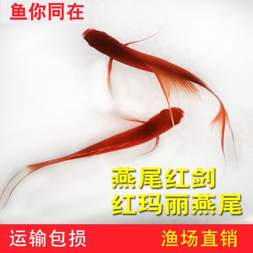 解析“红剑鱼白毛病用什么药治疗”你不知道的事-第6张图片 解析“红剑鱼白毛病用什么药治疗”你不知道的事-第6张图片