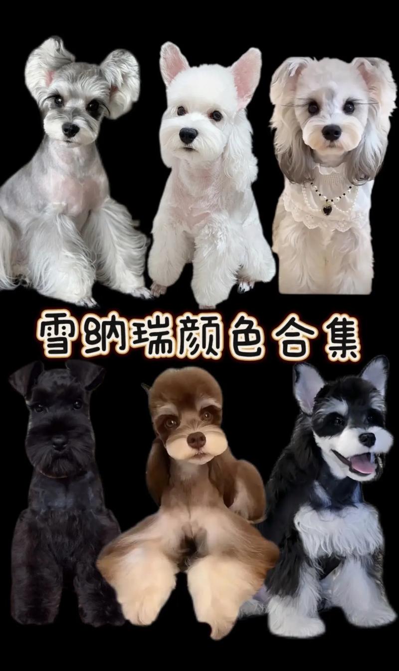 解析“黑色雪纳瑞”你不知道的事-第2张图片 解析“黑色雪纳瑞”你不知道的事-第2张图片