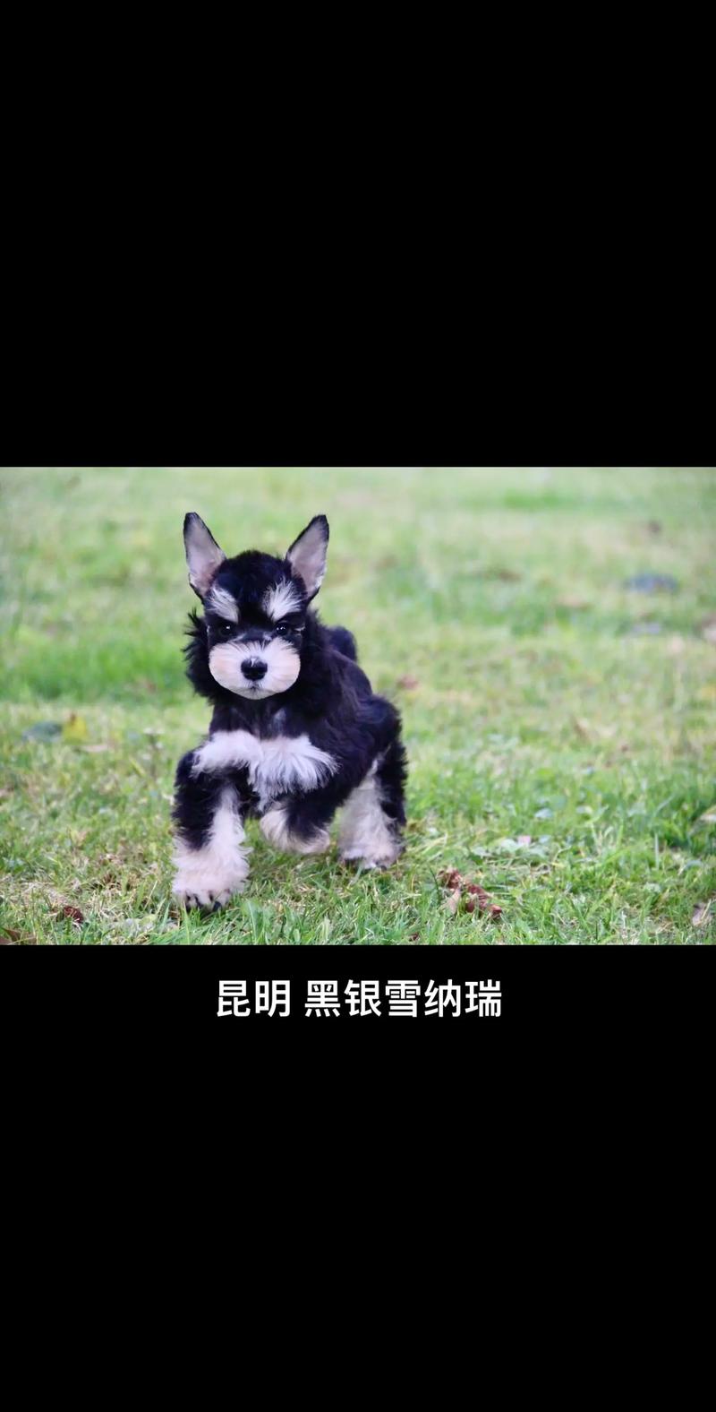 解析“黑色雪纳瑞”你不知道的事-第7张图片 解析“黑色雪纳瑞”你不知道的事-第7张图片