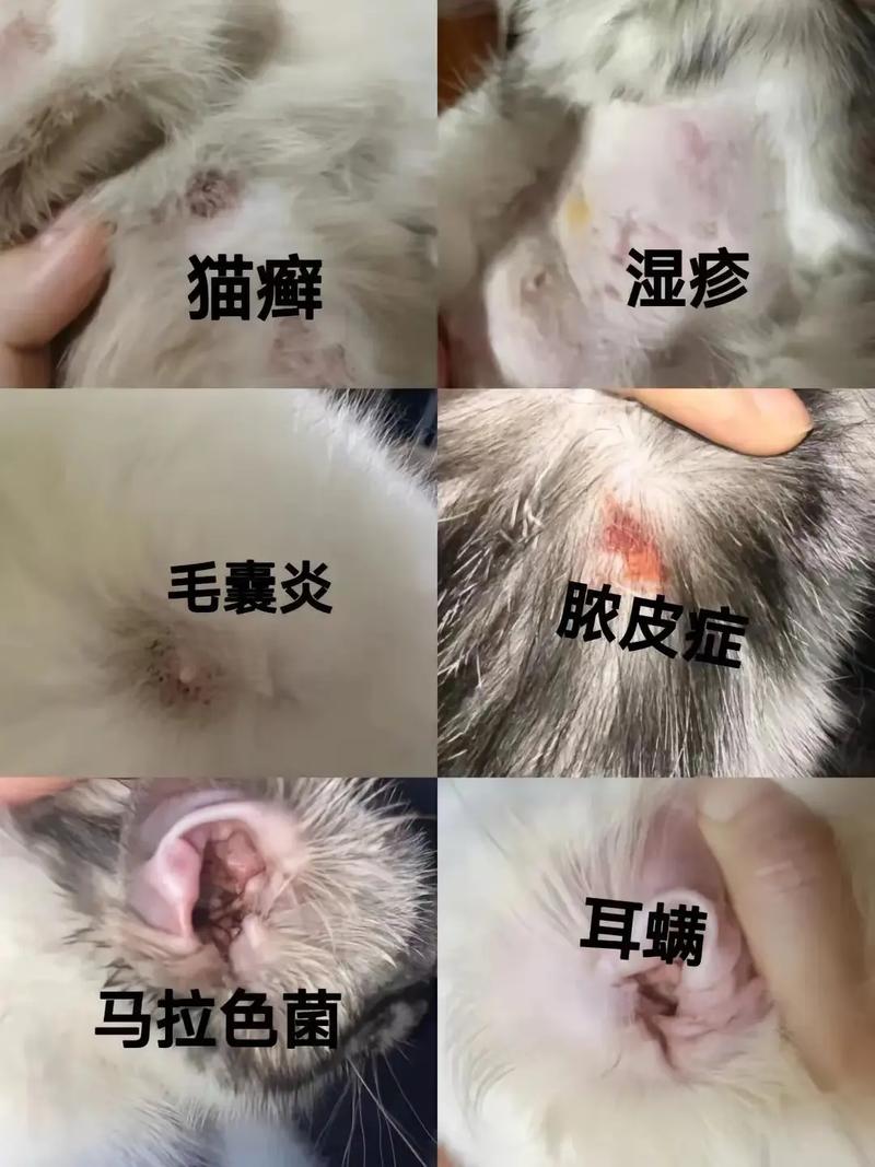 作为消费者“猫皮肤病”你不能不知道-第4张图片 作为消费者“猫皮肤病”你不能不知道-第4张图片