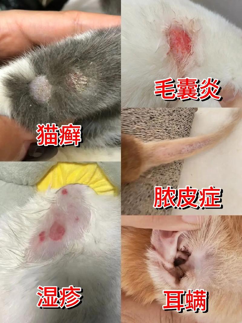 作为消费者“猫皮肤病”你不能不知道-第7张图片 作为消费者“猫皮肤病”你不能不知道-第7张图片