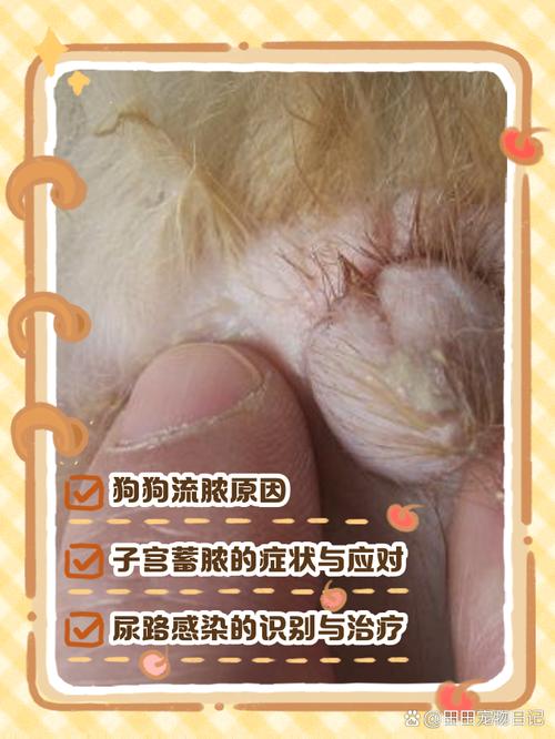 公犬尿道口黄脓-公犬尿道口黄脓可以用甲硝唑吗-第1张图片 公犬尿道口黄脓-公犬尿道口黄脓可以用甲硝唑吗-第1张图片