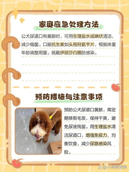 公犬尿道口黄脓-公犬尿道口黄脓可以用甲硝唑吗-第2张图片 公犬尿道口黄脓-公犬尿道口黄脓可以用甲硝唑吗-第2张图片