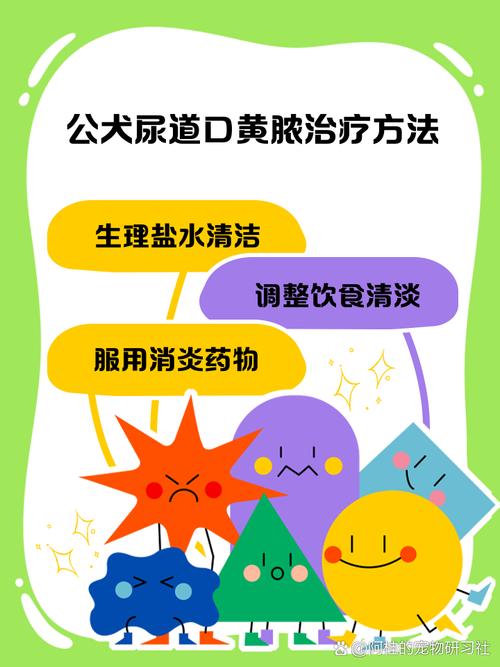 公犬尿道口黄脓-公犬尿道口黄脓可以用甲硝唑吗-第5张图片 公犬尿道口黄脓-公犬尿道口黄脓可以用甲硝唑吗-第5张图片