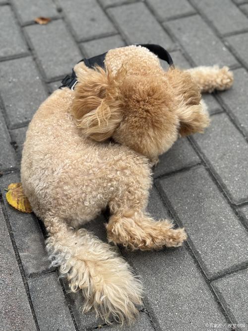 公犬尿道口黄脓-公犬尿道口黄脓可以用甲硝唑吗-第6张图片 公犬尿道口黄脓-公犬尿道口黄脓可以用甲硝唑吗-第6张图片
