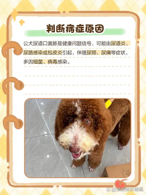公犬尿道口黄脓-公犬尿道口黄脓可以用甲硝唑吗-第8张图片 公犬尿道口黄脓-公犬尿道口黄脓可以用甲硝唑吗-第8张图片