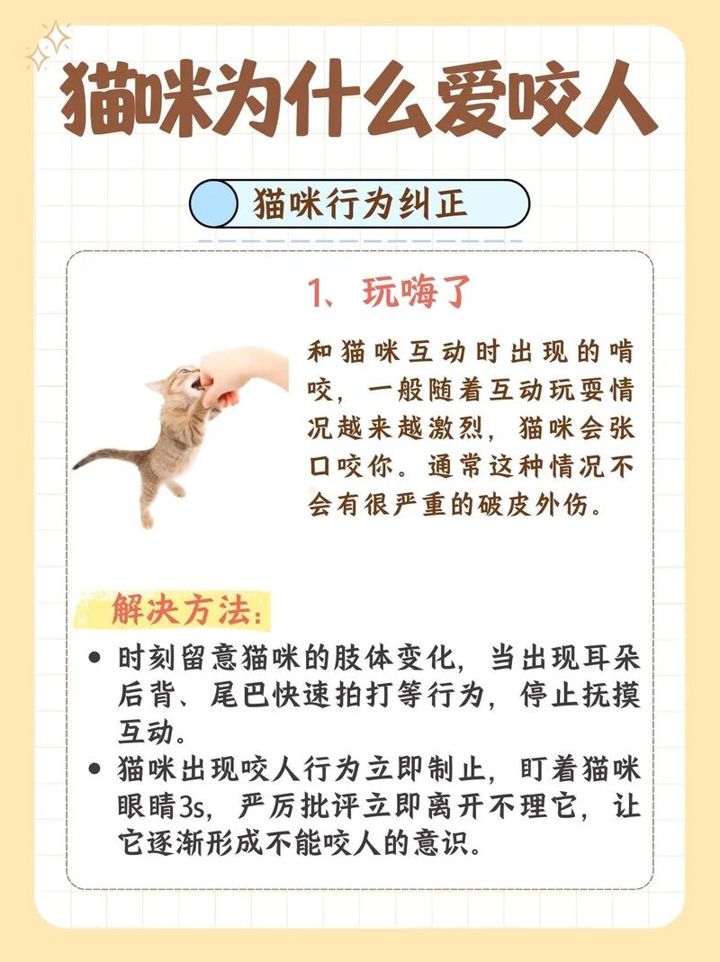 小猫咬人/小猫咬人怎么纠正-第2张图片 小猫咬人/小猫咬人怎么纠正-第2张图片