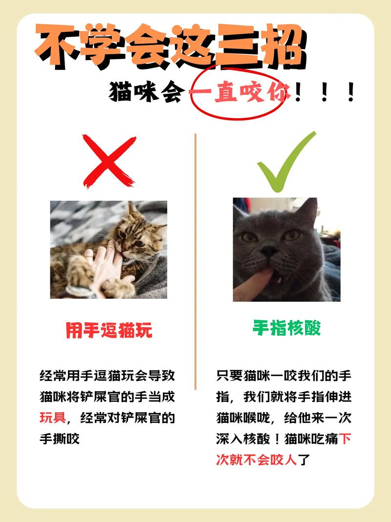 小猫咬人/小猫咬人怎么纠正-第3张图片 小猫咬人/小猫咬人怎么纠正-第3张图片