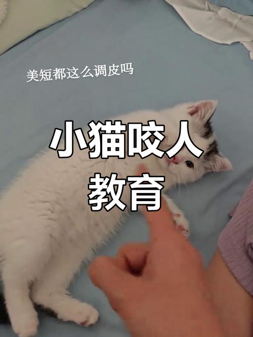 小猫咬人/小猫咬人怎么纠正-第5张图片 小猫咬人/小猫咬人怎么纠正-第5张图片