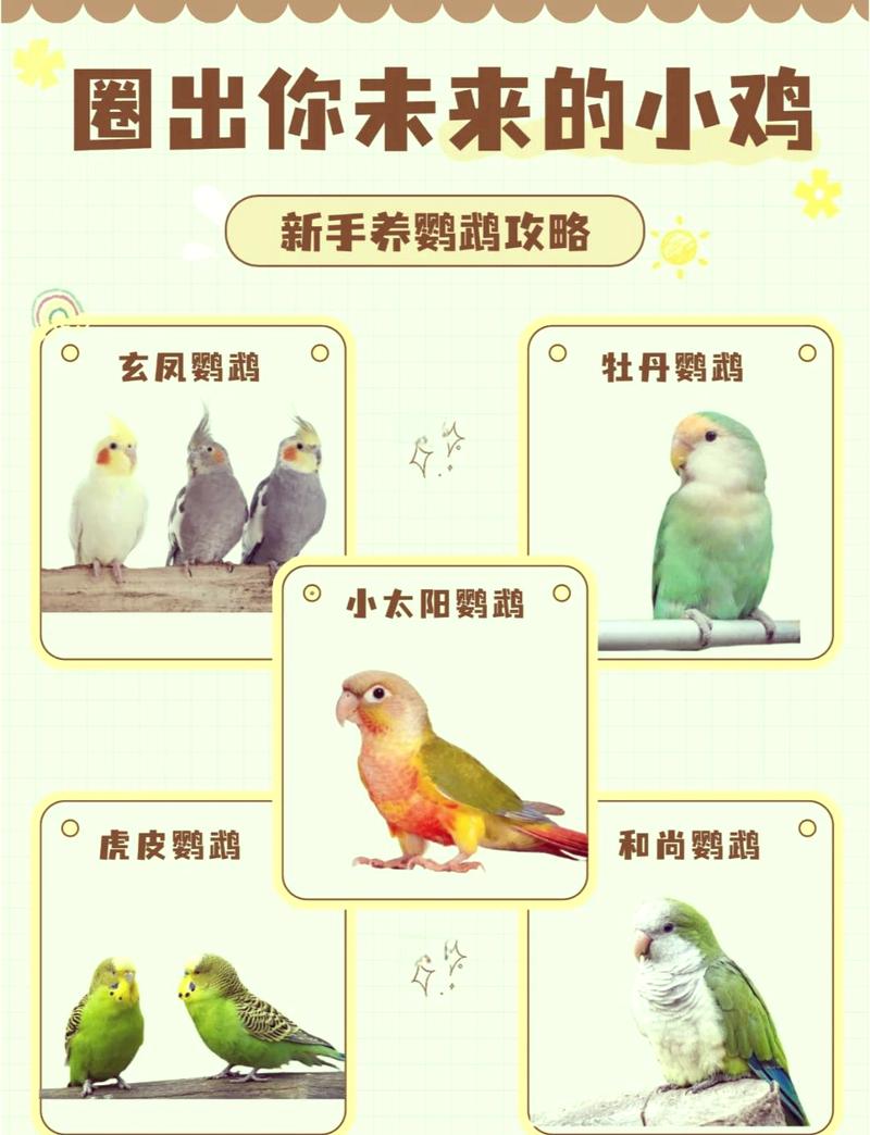 作为消费者“红腰鹦鹉可以家养吗”你不能不知道-第3张图片 作为消费者“红腰鹦鹉可以家养吗”你不能不知道-第3张图片