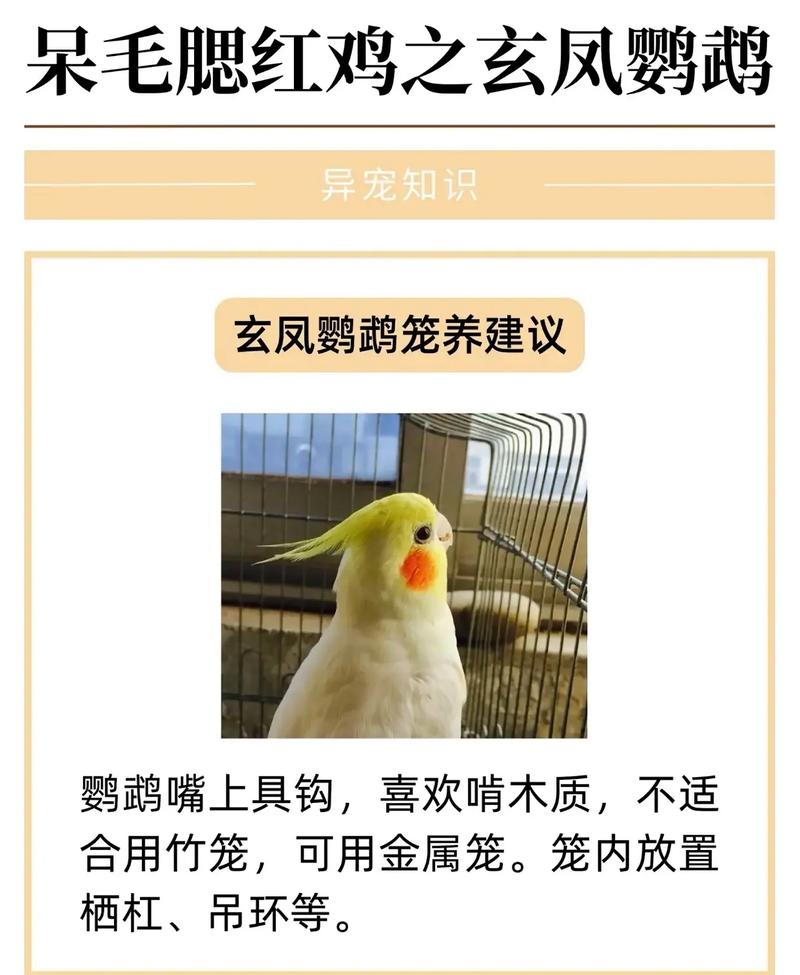 作为消费者“红腰鹦鹉可以家养吗”你不能不知道-第5张图片 作为消费者“红腰鹦鹉可以家养吗”你不能不知道-第5张图片