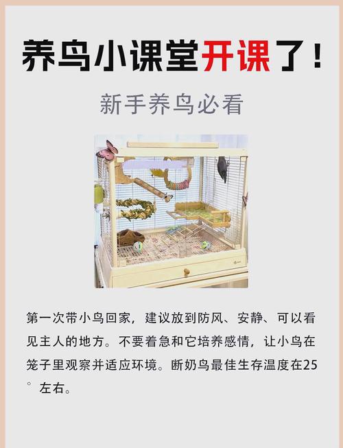 作为消费者“红腰鹦鹉可以家养吗”你不能不知道-第8张图片 作为消费者“红腰鹦鹉可以家养吗”你不能不知道-第8张图片
