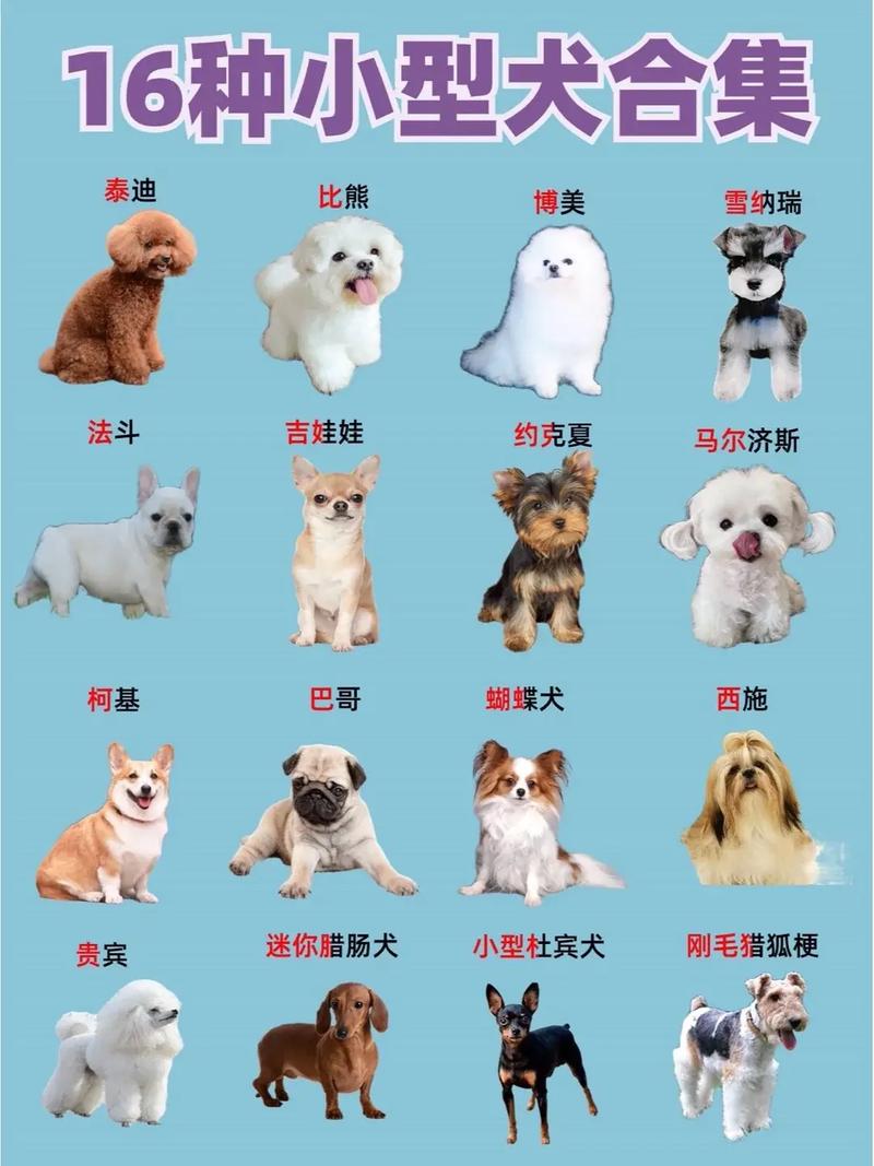 解析“巴哥和柯基哪个好养一些”你不知道的事-第1张图片 解析“巴哥和柯基哪个好养一些”你不知道的事-第1张图片