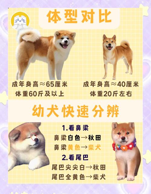 解析“巴哥和柯基哪个好养一些”你不知道的事-第3张图片 解析“巴哥和柯基哪个好养一些”你不知道的事-第3张图片