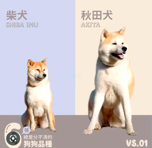 解析“巴哥和柯基哪个好养一些”你不知道的事-第5张图片 解析“巴哥和柯基哪个好养一些”你不知道的事-第5张图片