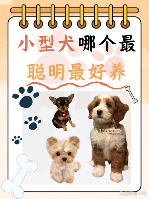 解析“巴哥和柯基哪个好养一些”你不知道的事-第6张图片 解析“巴哥和柯基哪个好养一些”你不知道的事-第6张图片