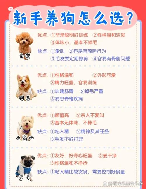 解析“巴哥和柯基哪个好养一些”你不知道的事-第8张图片 解析“巴哥和柯基哪个好养一些”你不知道的事-第8张图片