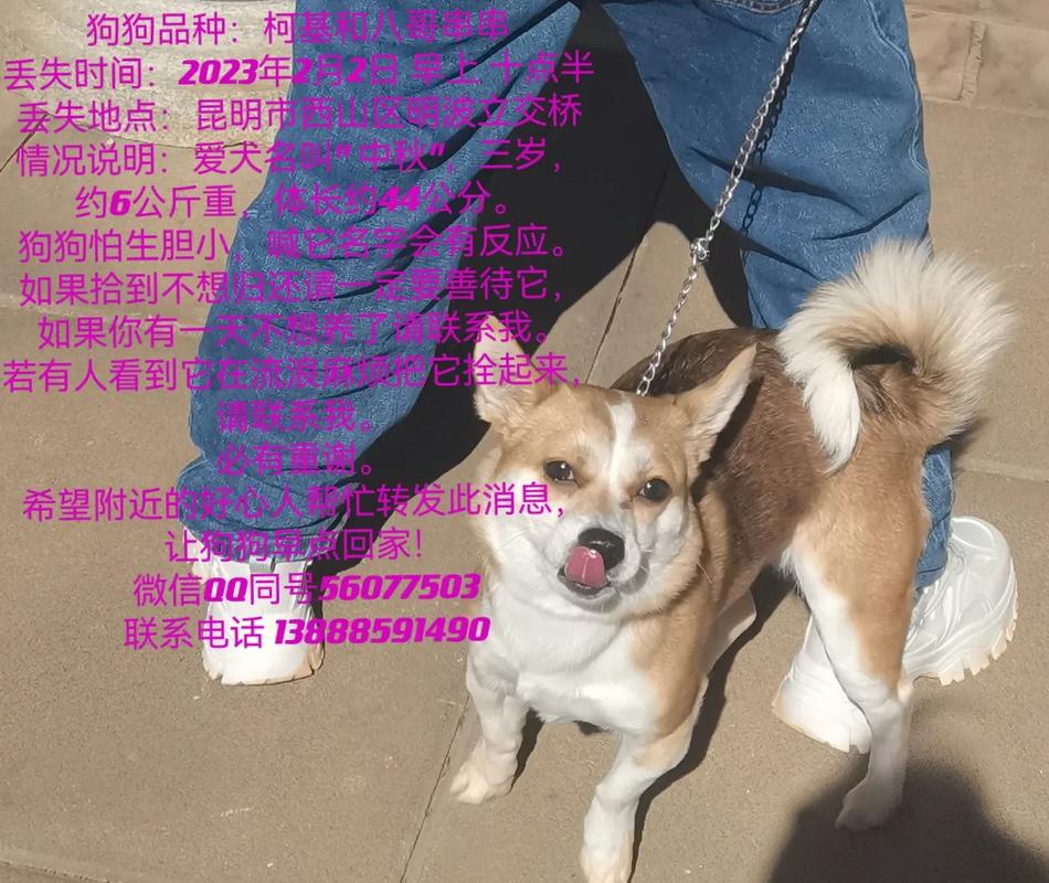 解析“巴哥和柯基哪个好养一些”你不知道的事-第9张图片 解析“巴哥和柯基哪个好养一些”你不知道的事-第9张图片