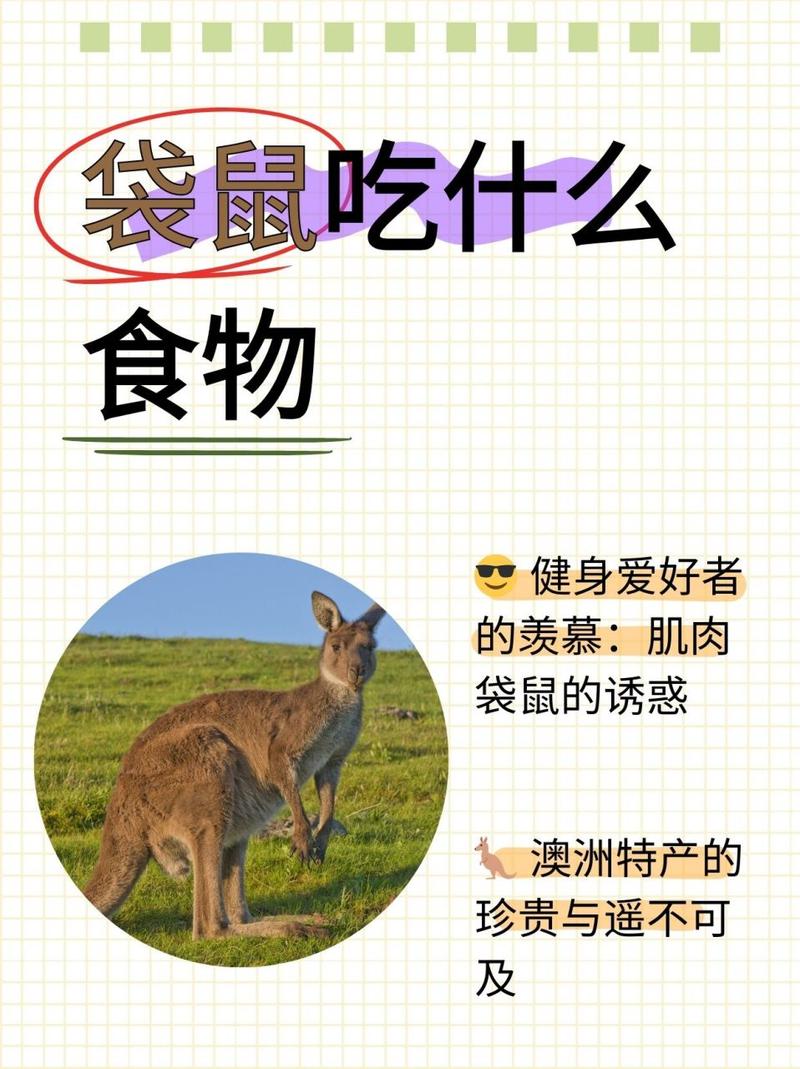 解析“袋鼠喜欢吃什么”你不知道的事-第2张图片 解析“袋鼠喜欢吃什么”你不知道的事-第2张图片