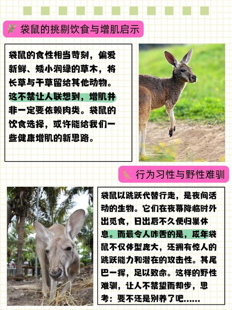 解析“袋鼠喜欢吃什么”你不知道的事-第4张图片 解析“袋鼠喜欢吃什么”你不知道的事-第4张图片