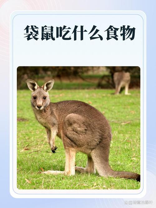 解析“袋鼠喜欢吃什么”你不知道的事-第5张图片 解析“袋鼠喜欢吃什么”你不知道的事-第5张图片