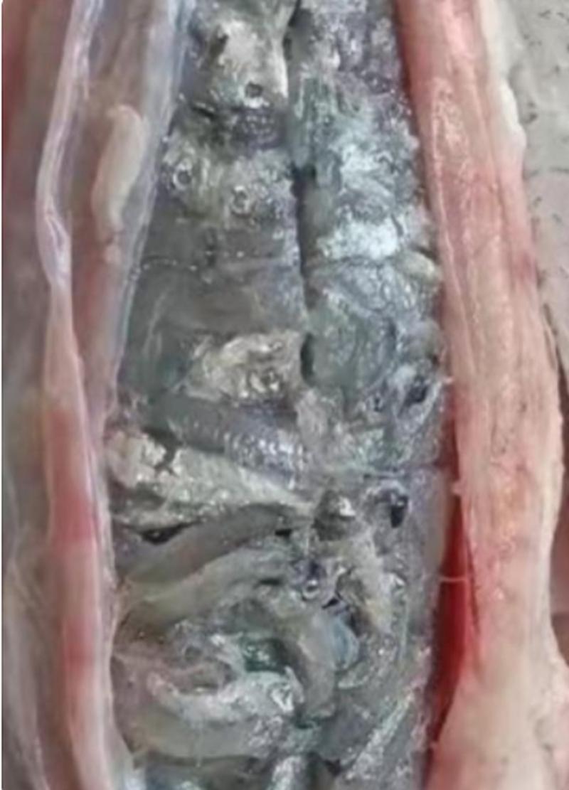 撑死-撑死的僵尸-第3张图片 撑死-撑死的僵尸-第3张图片