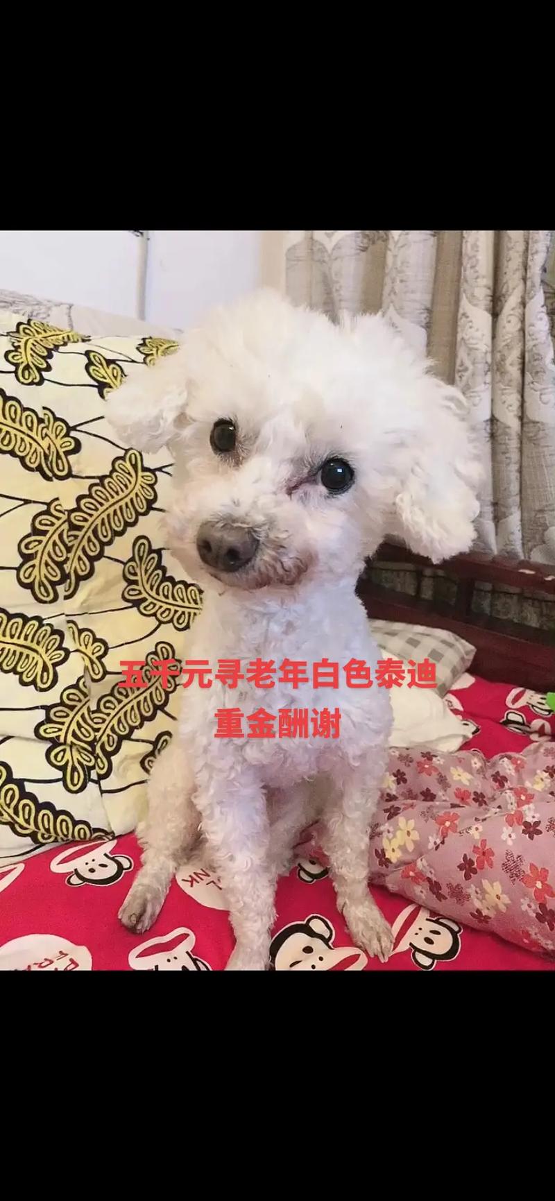 解析“白色泰迪狗价钱”你不知道的事-第3张图片 解析“白色泰迪狗价钱”你不知道的事-第3张图片