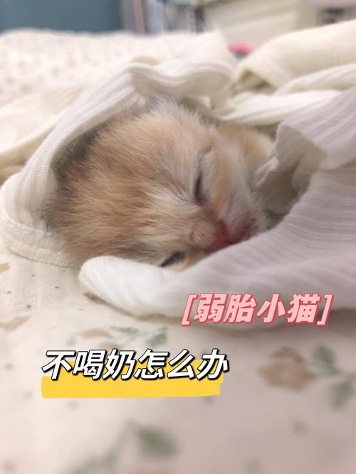 小猫咪可以喝牛奶吗/小猫可以喝牛奶嘛-第4张图片 小猫咪可以喝牛奶吗/小猫可以喝牛奶嘛-第4张图片
