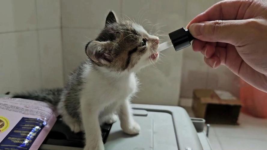 小猫咪可以喝牛奶吗/小猫可以喝牛奶嘛-第5张图片 小猫咪可以喝牛奶吗/小猫可以喝牛奶嘛-第5张图片