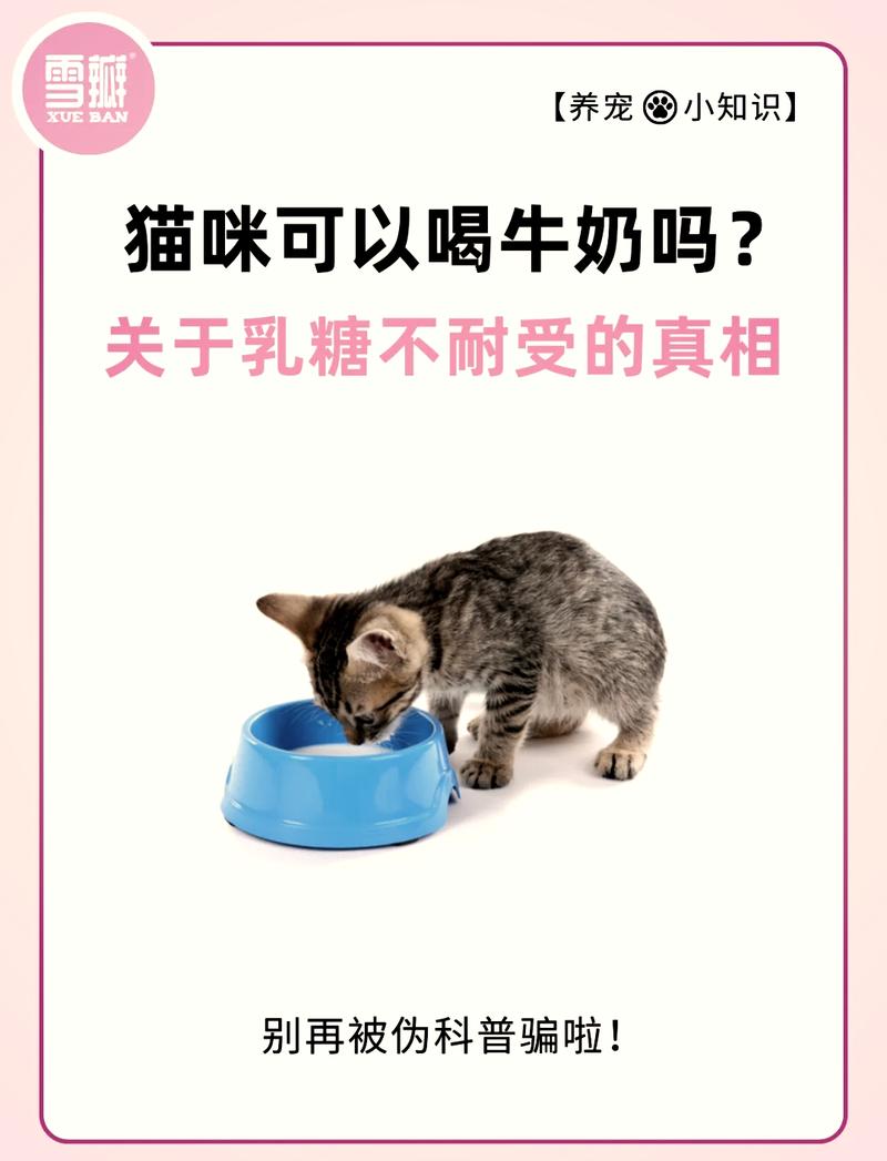 小猫咪可以喝牛奶吗/小猫可以喝牛奶嘛-第10张图片 小猫咪可以喝牛奶吗/小猫可以喝牛奶嘛-第10张图片