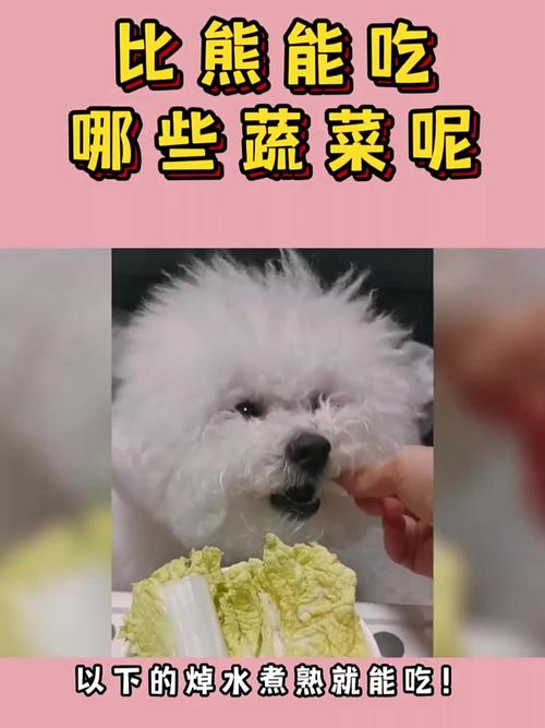 比熊犬可以吃的蔬菜,比熊可以吃哪些蔬菜和水果-第5张图片 比熊犬可以吃的蔬菜,比熊可以吃哪些蔬菜和水果-第5张图片
