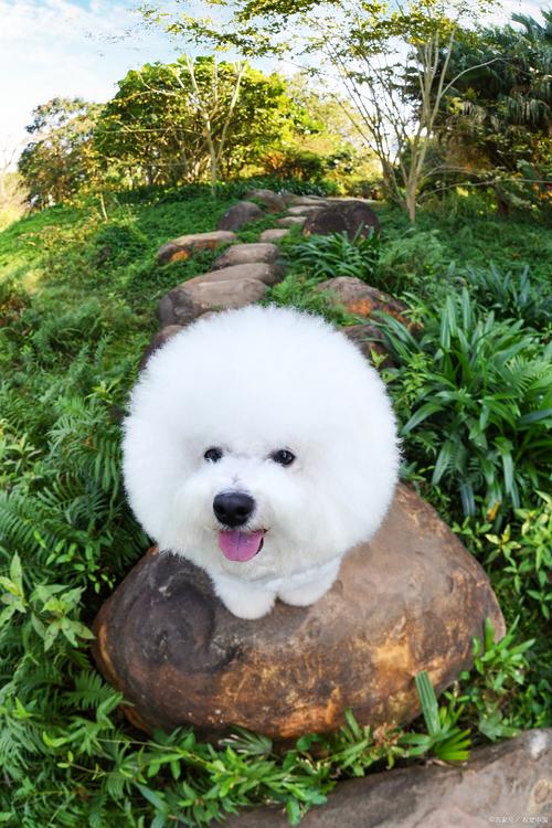 比熊犬可以吃的蔬菜,比熊可以吃哪些蔬菜和水果-第7张图片 比熊犬可以吃的蔬菜,比熊可以吃哪些蔬菜和水果-第7张图片