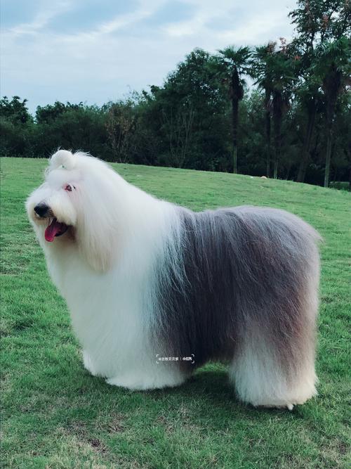 古牧熊猫眼,熊猫眼边牧长大之后是什么样子-第3张图片 古牧熊猫眼,熊猫眼边牧长大之后是什么样子-第3张图片
