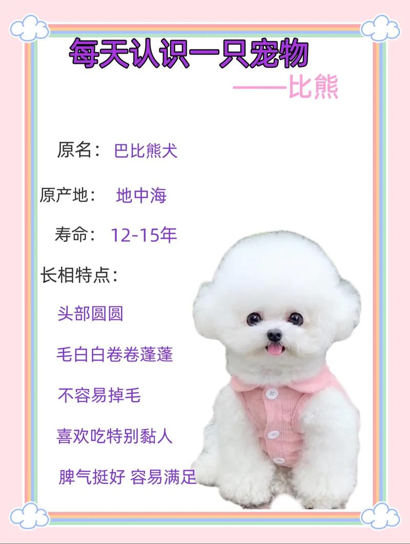 2岁卷毛比熊犬多少钱一只-卷毛比熊犬的费用