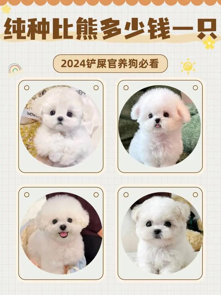 2岁卷毛比熊犬多少钱一只-卷毛比熊犬的费用-第3张图片 2岁卷毛比熊犬多少钱一只-卷毛比熊犬的费用-第3张图片