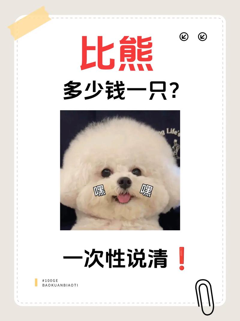 2岁卷毛比熊犬多少钱一只-卷毛比熊犬的费用-第5张图片 2岁卷毛比熊犬多少钱一只-卷毛比熊犬的费用-第5张图片