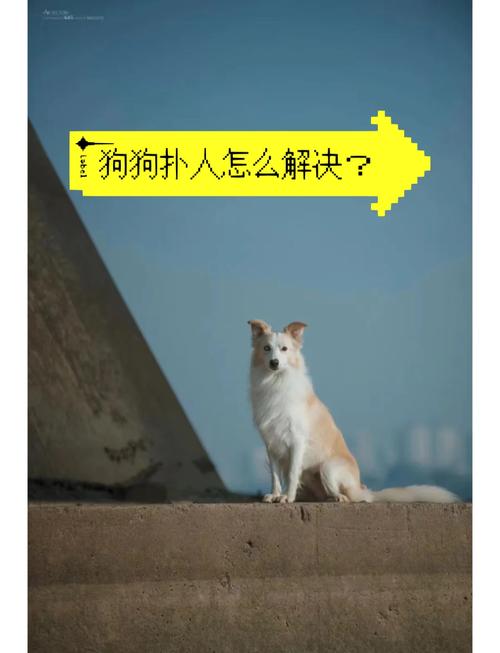 解析“狗狗扑人该怎么训”你不知道的事-第6张图片 解析“狗狗扑人该怎么训”你不知道的事-第6张图片