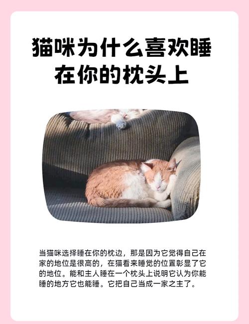 作为消费者“猫咪喜欢睡枕头原因”你不能不知道-第4张图片 作为消费者“猫咪喜欢睡枕头原因”你不能不知道-第4张图片
