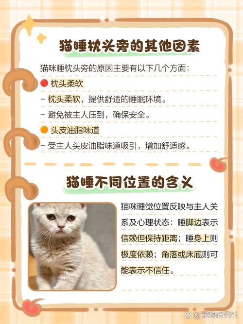 作为消费者“猫咪喜欢睡枕头原因”你不能不知道-第7张图片 作为消费者“猫咪喜欢睡枕头原因”你不能不知道-第7张图片