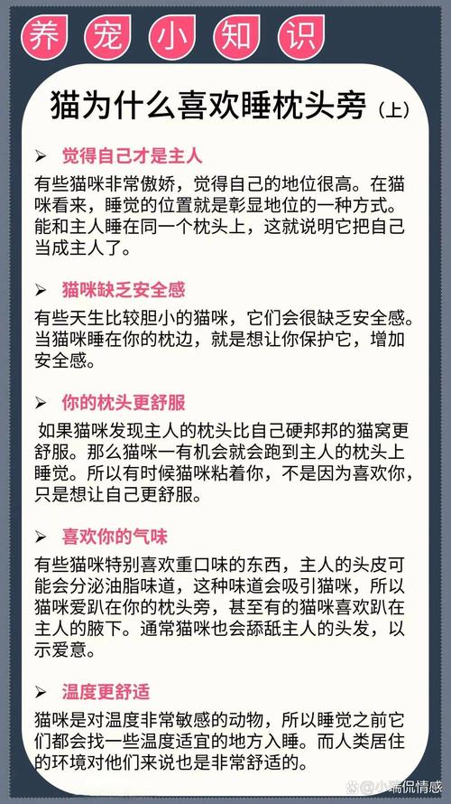 作为消费者“猫咪喜欢睡枕头原因”你不能不知道-第8张图片 作为消费者“猫咪喜欢睡枕头原因”你不能不知道-第8张图片