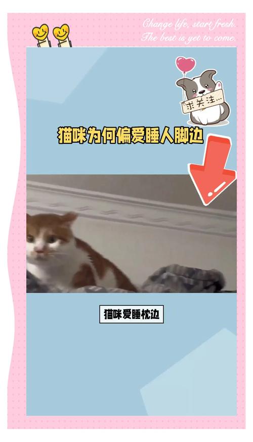 作为消费者“猫咪喜欢睡枕头原因”你不能不知道-第9张图片 作为消费者“猫咪喜欢睡枕头原因”你不能不知道-第9张图片