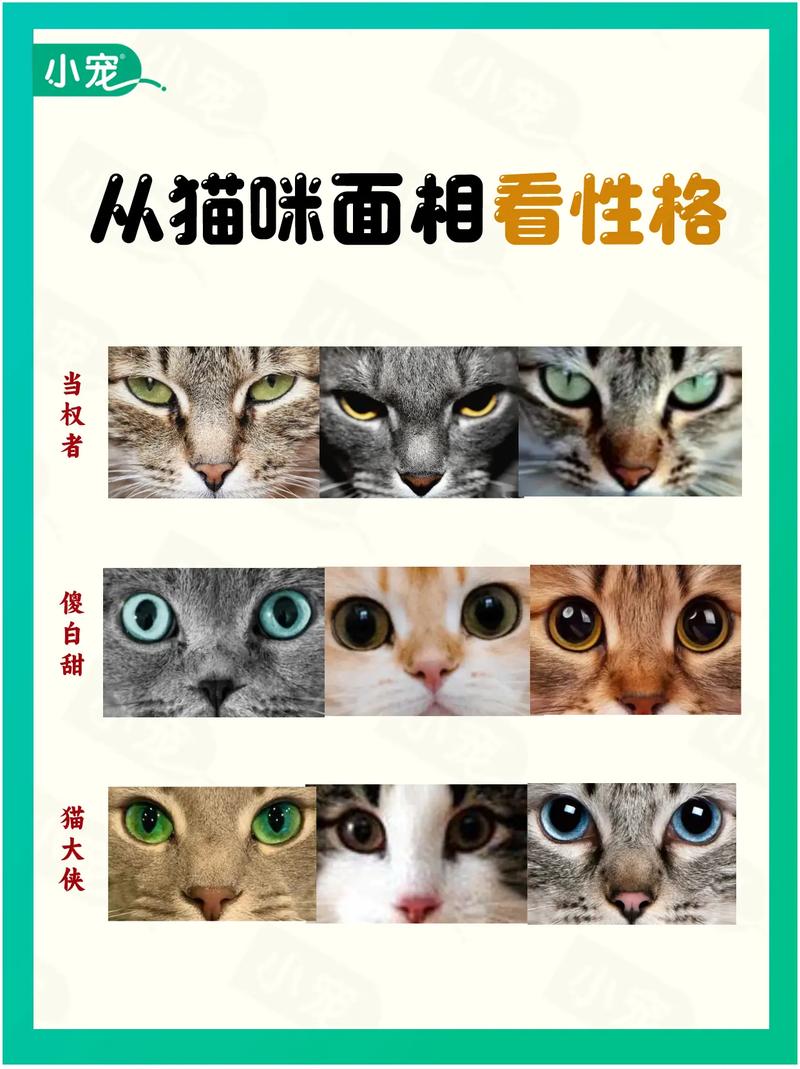 猫咪性格/怎么挑选猫咪性格-第2张图片 猫咪性格/怎么挑选猫咪性格-第2张图片