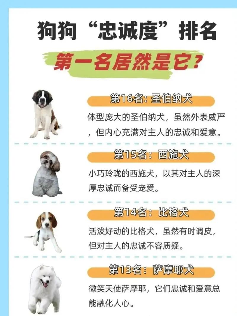 作为消费者“俊介狗怎么训练”你不能不知道-第3张图片 作为消费者“俊介狗怎么训练”你不能不知道-第3张图片