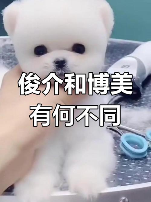 作为消费者“俊介狗怎么训练”你不能不知道-第6张图片 作为消费者“俊介狗怎么训练”你不能不知道-第6张图片